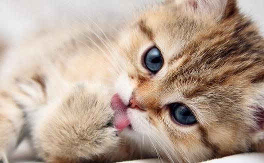 動物疫病診斷儀：貓弓形蟲是什么？