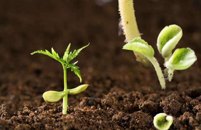 便攜式土壤養(yǎng)分速測(cè)儀 便攜式土壤養(yǎng)分速測(cè)儀