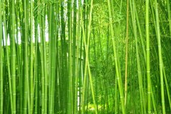 植物株高要如何測量？